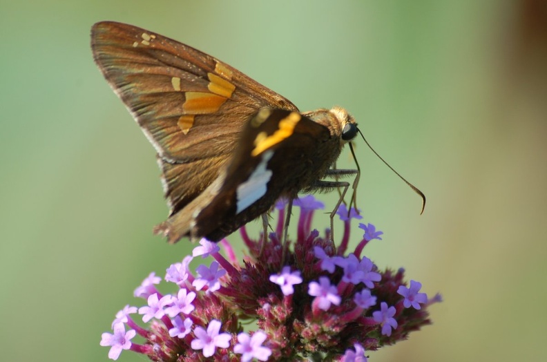 DSC_7164a.jpg
