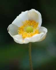 DSC_7172a_50.jpg