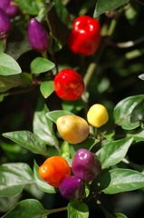 DSC_7302.jpg